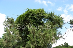 Ichnocarpus frutescens